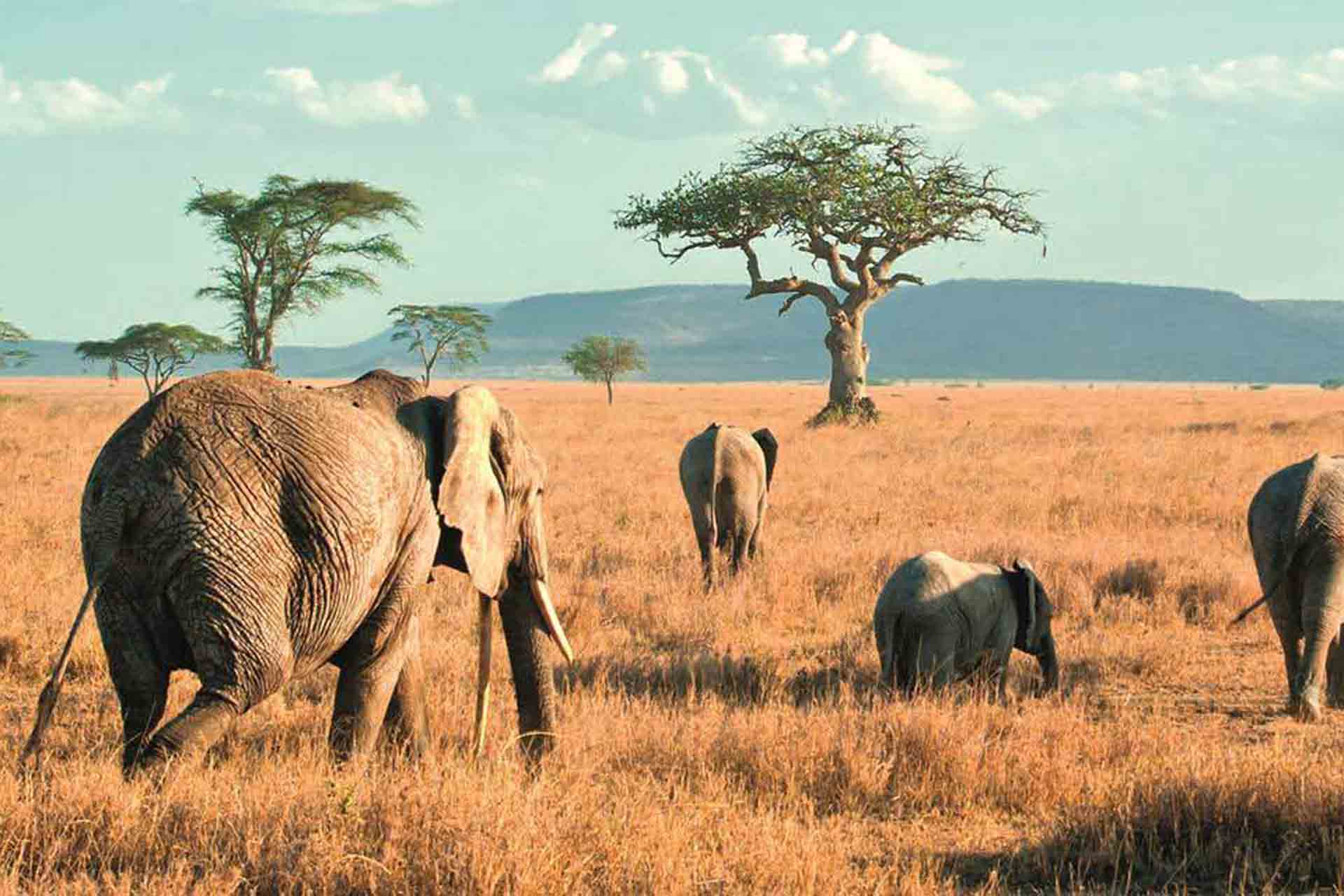 Tarangire National park