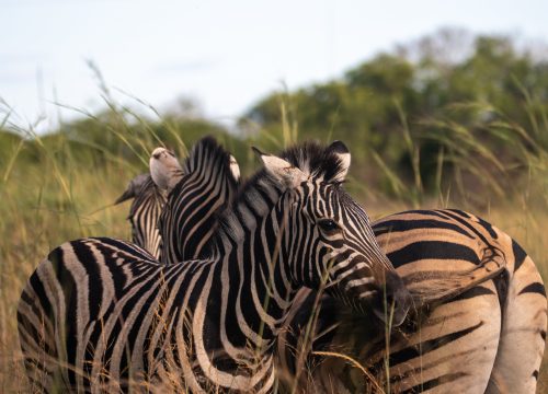 4 DAYS 3 NIGHTS SERENGETI & NGORONGORO TENTED CAMP SAFARI