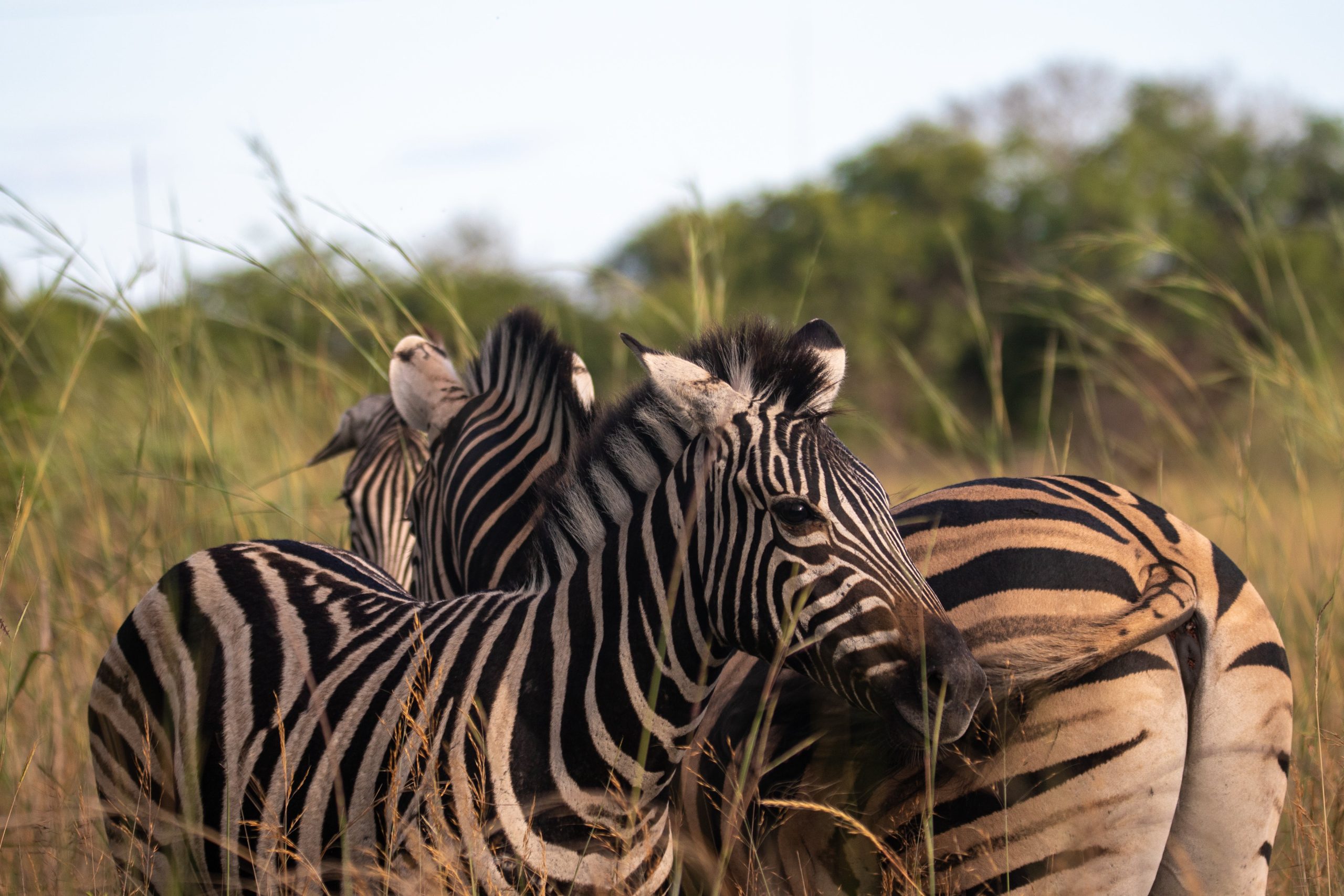 4 DAYS 3 NIGHTS SERENGETI & NGORONGORO TENTED CAMP SAFARI