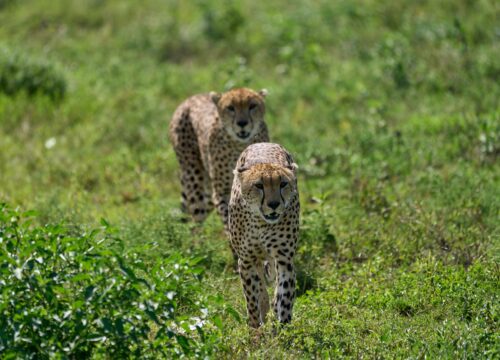 5 DAYS -TANZANIA LUXURY LODGE SAFARI-TARANGIRE-SERENGETI-NGORONGORO-ARUSHA NATIONAL PARK