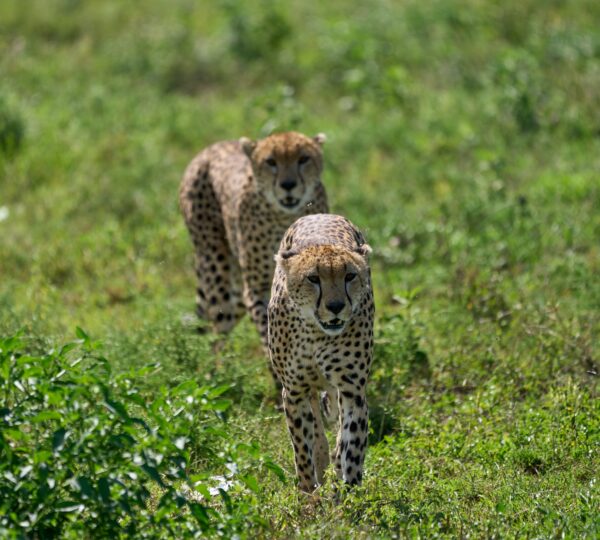 ngorongoro