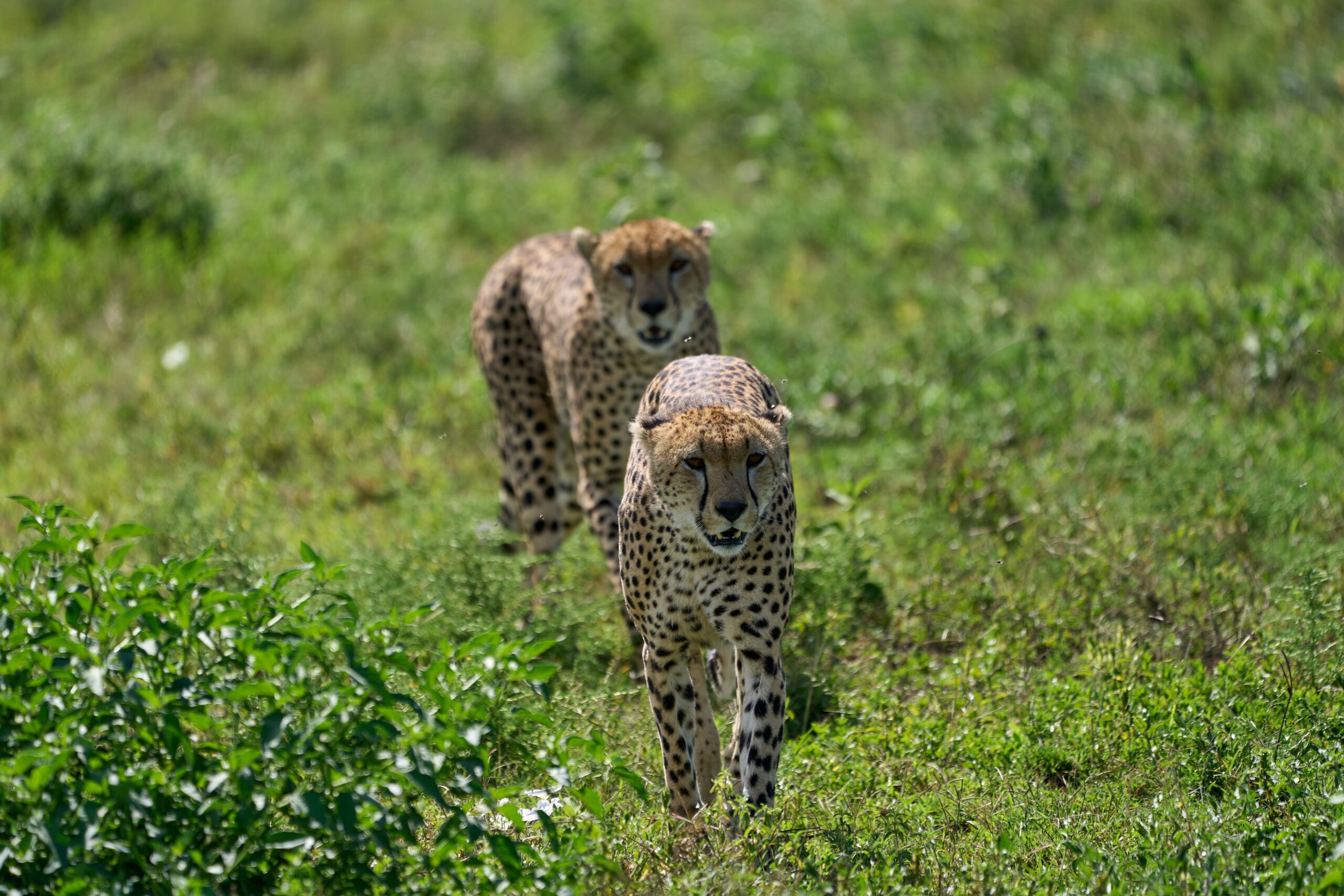 5 DAYS -TANZANIA LUXURY LODGE SAFARI-TARANGIRE-SERENGETI-NGORONGORO-ARUSHA NATIONAL PARK