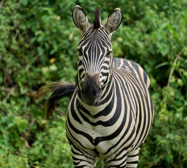 ngorongoro