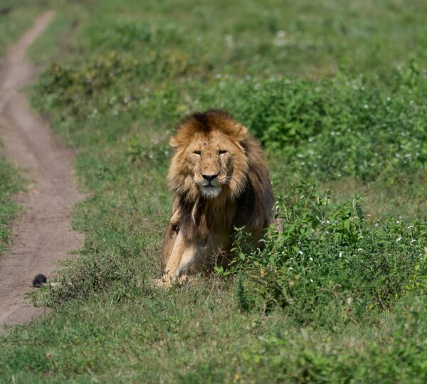 ngorongoro